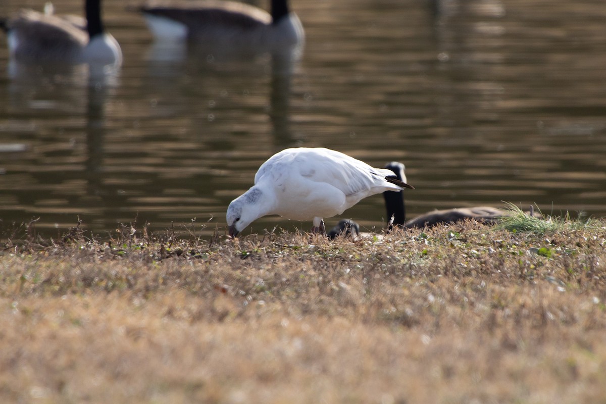 Гуска Роса - ML647391097