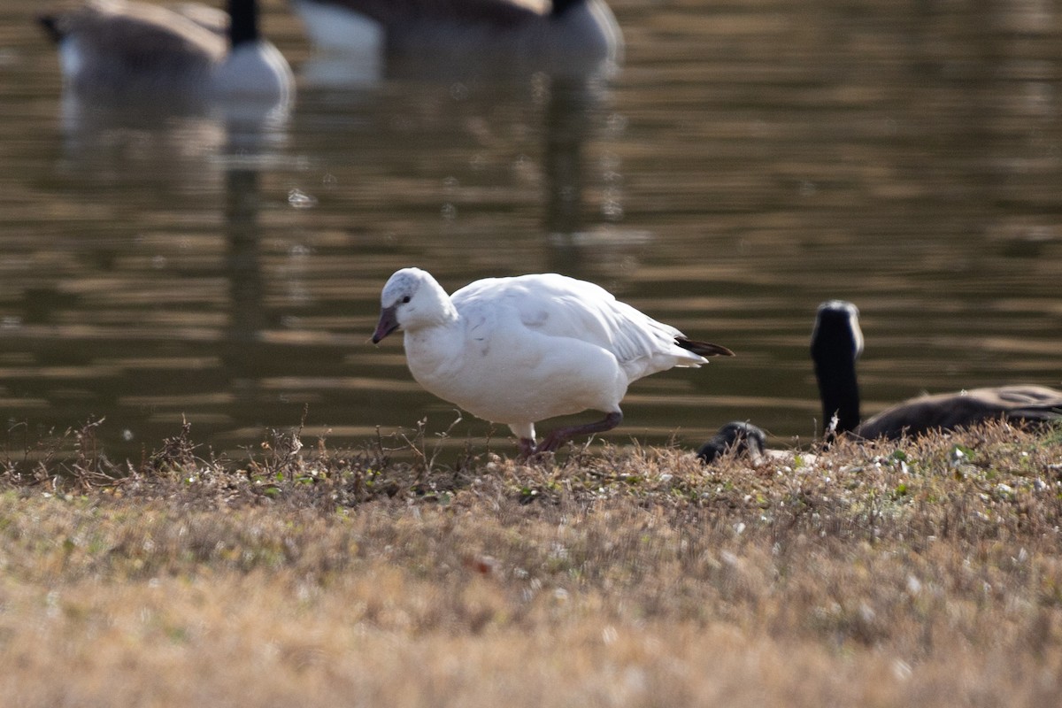 Гуска Роса - ML647391098