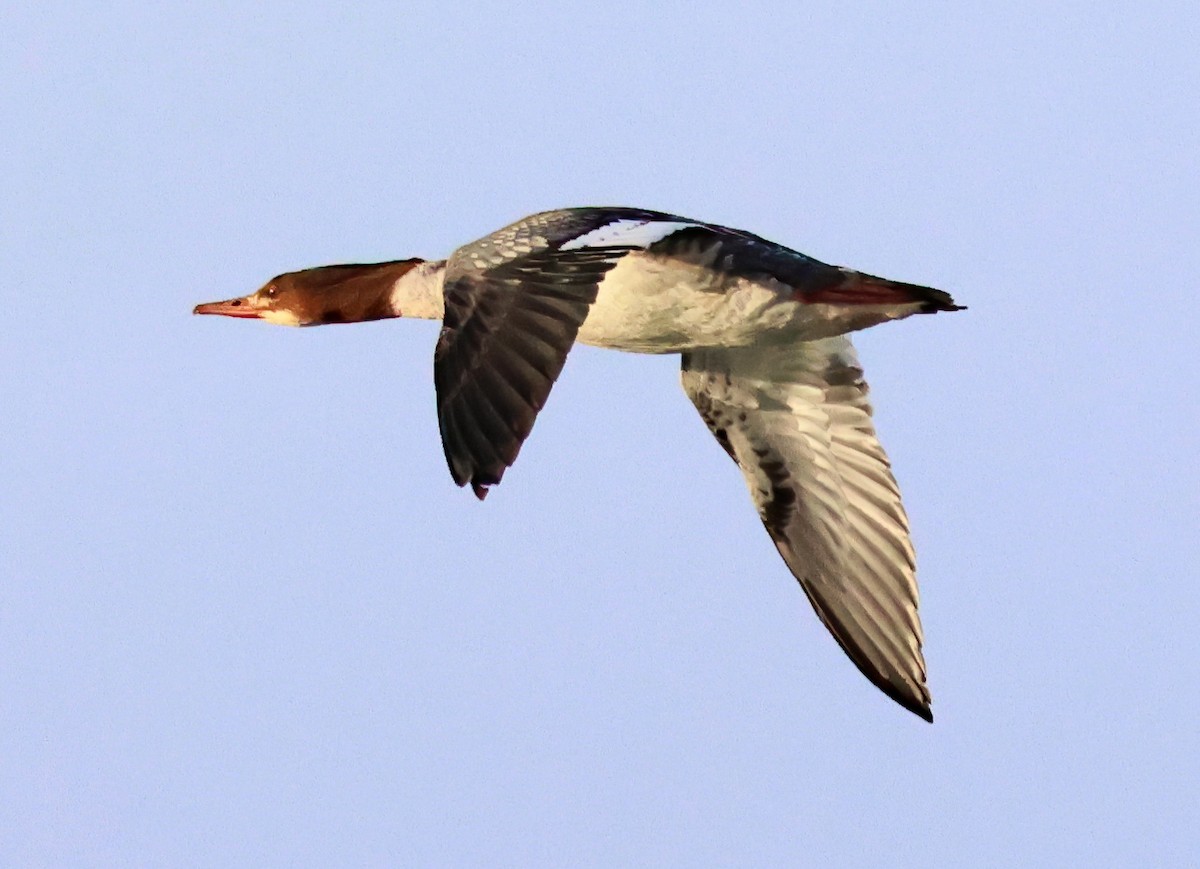 Крех великий - ML647391099