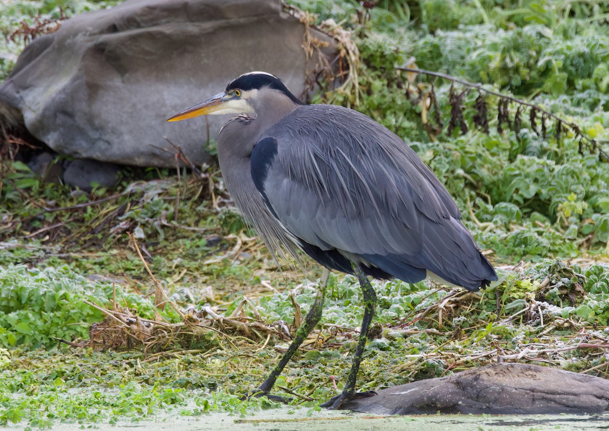 Чапля північна - ML647391100