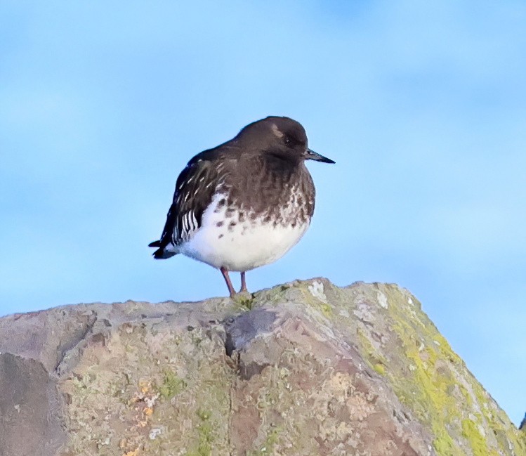 Крем'яшник чорний - ML647391103