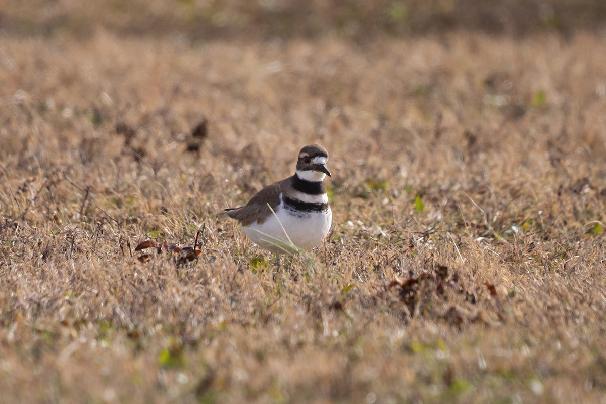 Пісочник крикливий - ML647391105