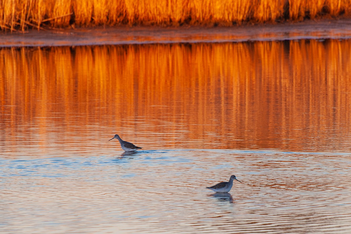 Коловодник строкатий - ML647391106
