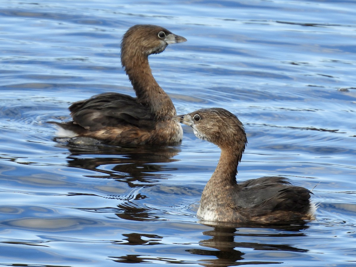 Пірникоза рябодзьоба - ML647391107