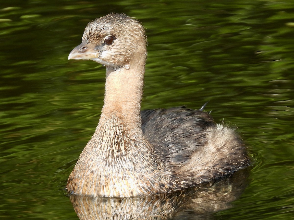 Пірникоза рябодзьоба - ML647391108