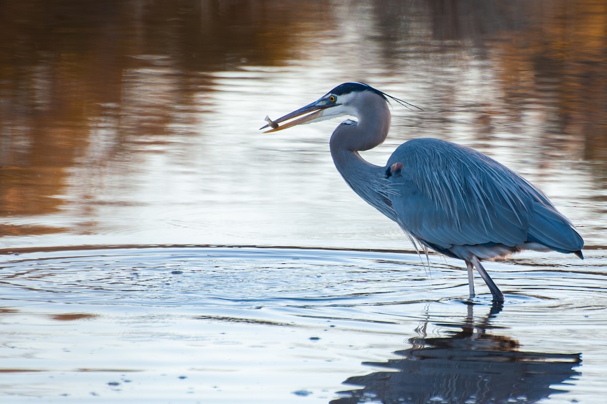 Чапля північна - ML647391109