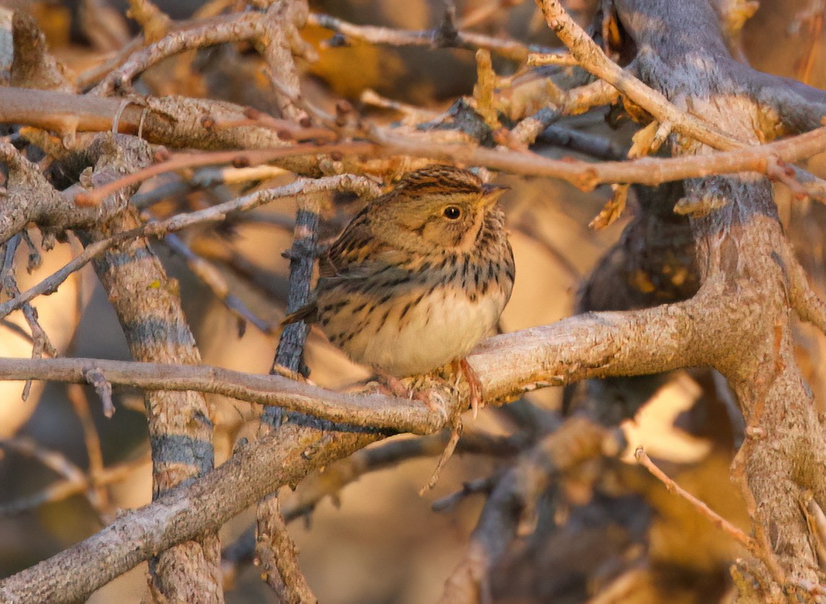 Lincoln's Sparrow - ML647391110