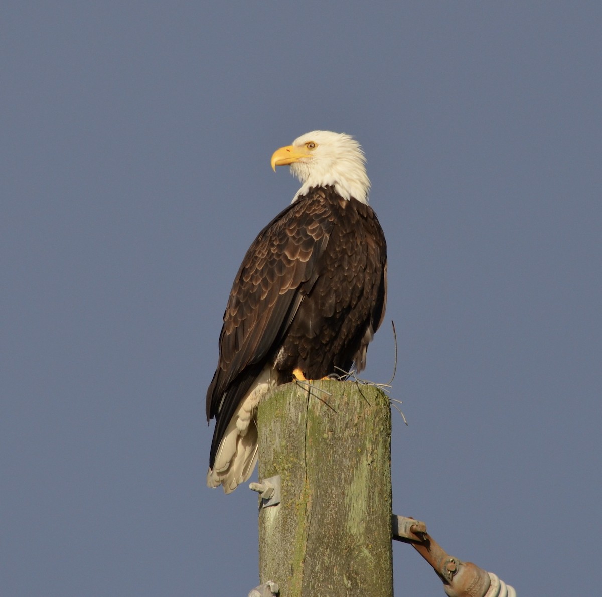 Орлан білоголовий - ML647391112