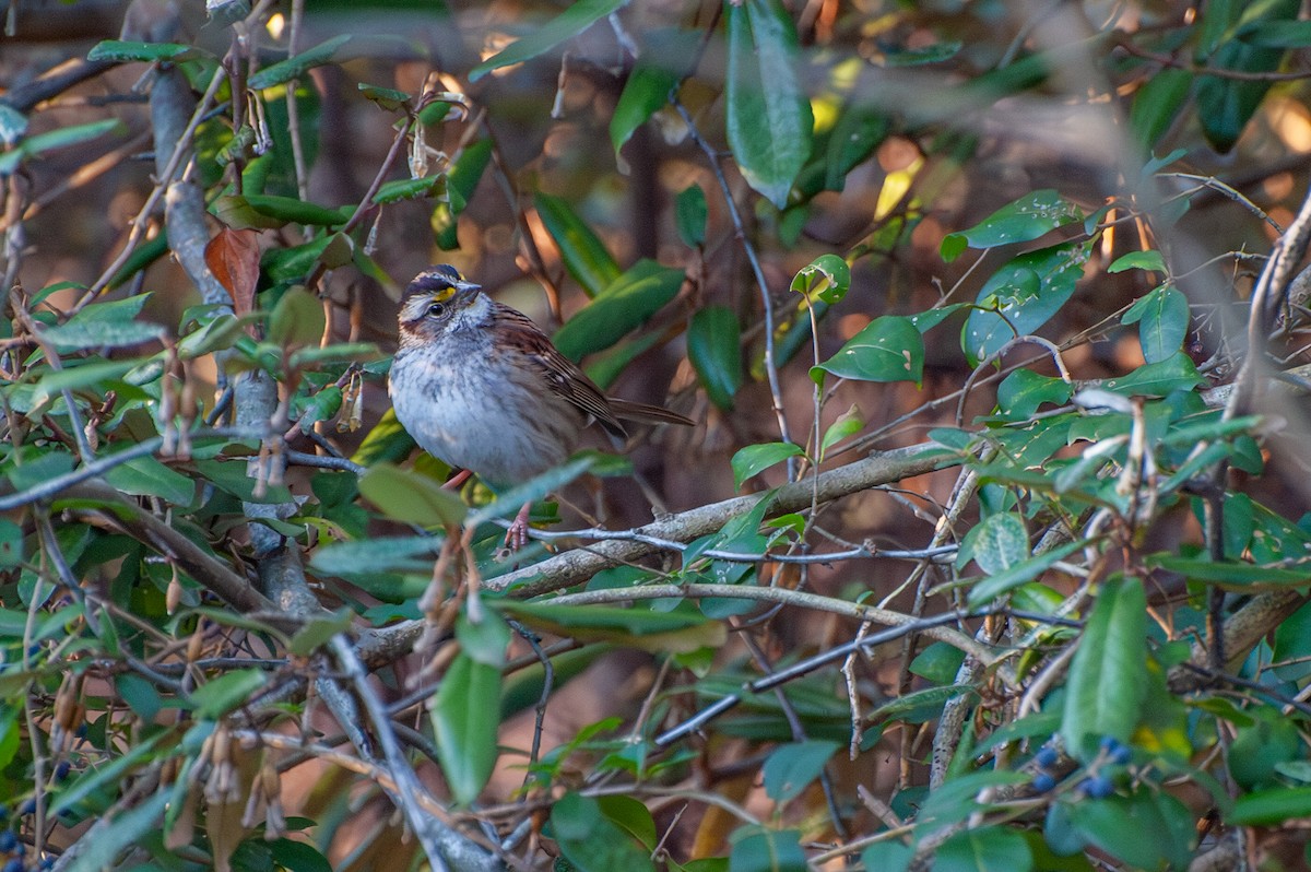 White-throated Sparrow - ML647391115