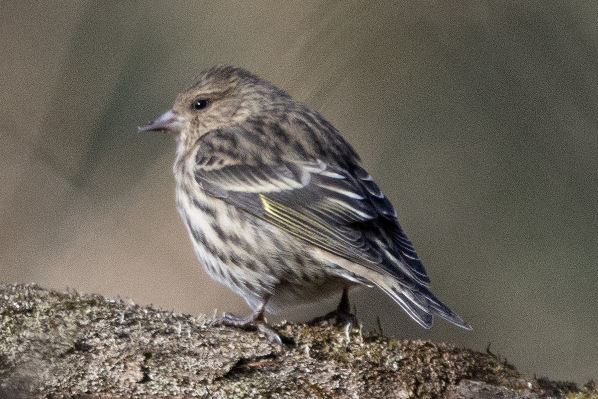 Pine Siskin - ML647391116