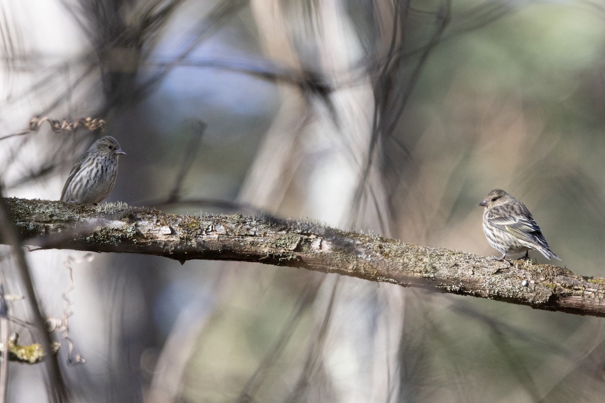 Pine Siskin - ML647391118