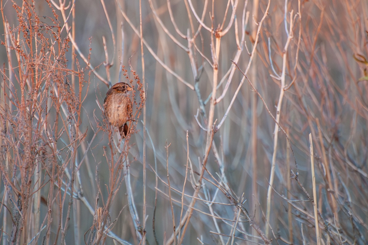 Swamp Sparrow - ML647391122