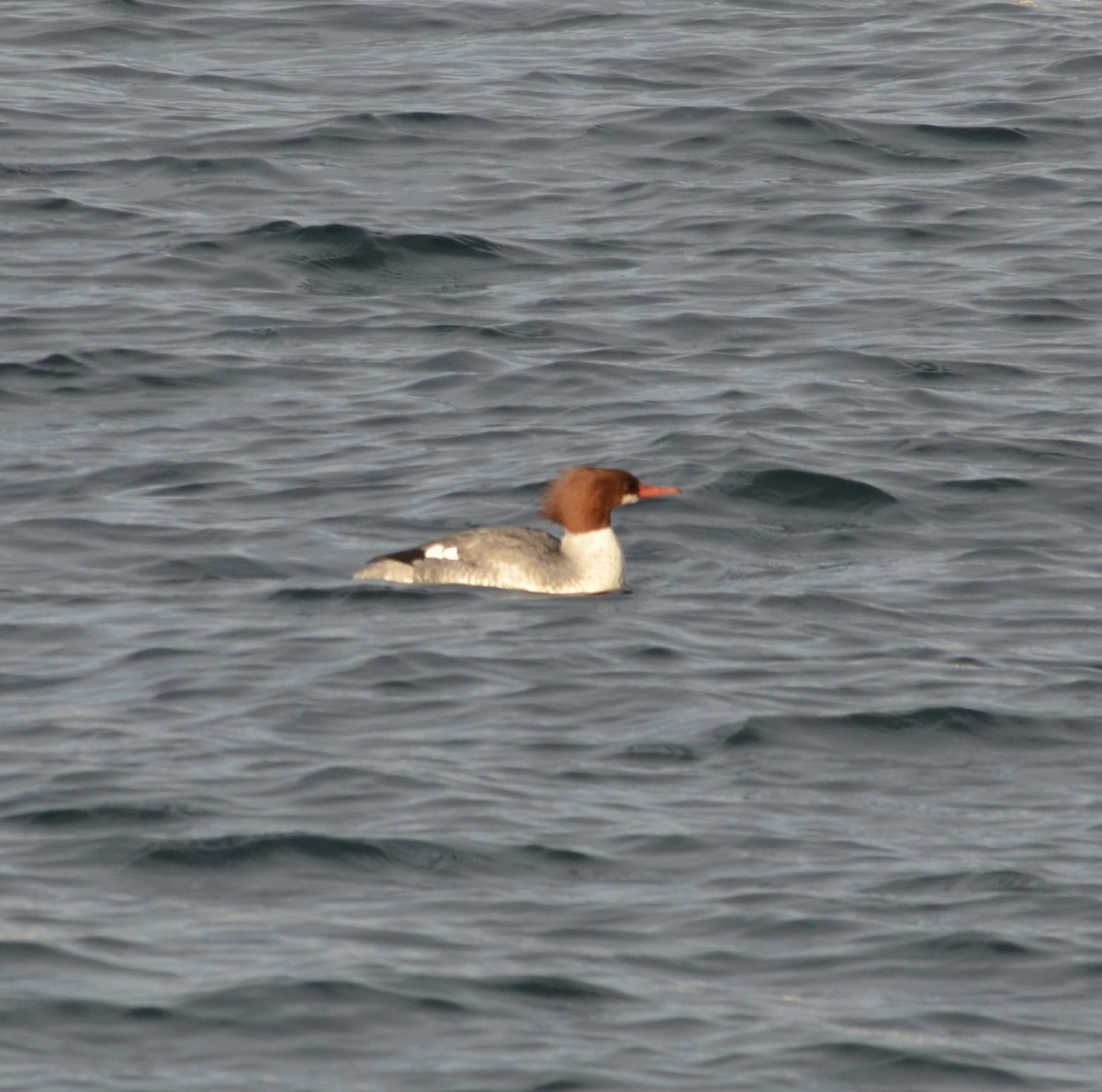 カワアイサ - ML647391123