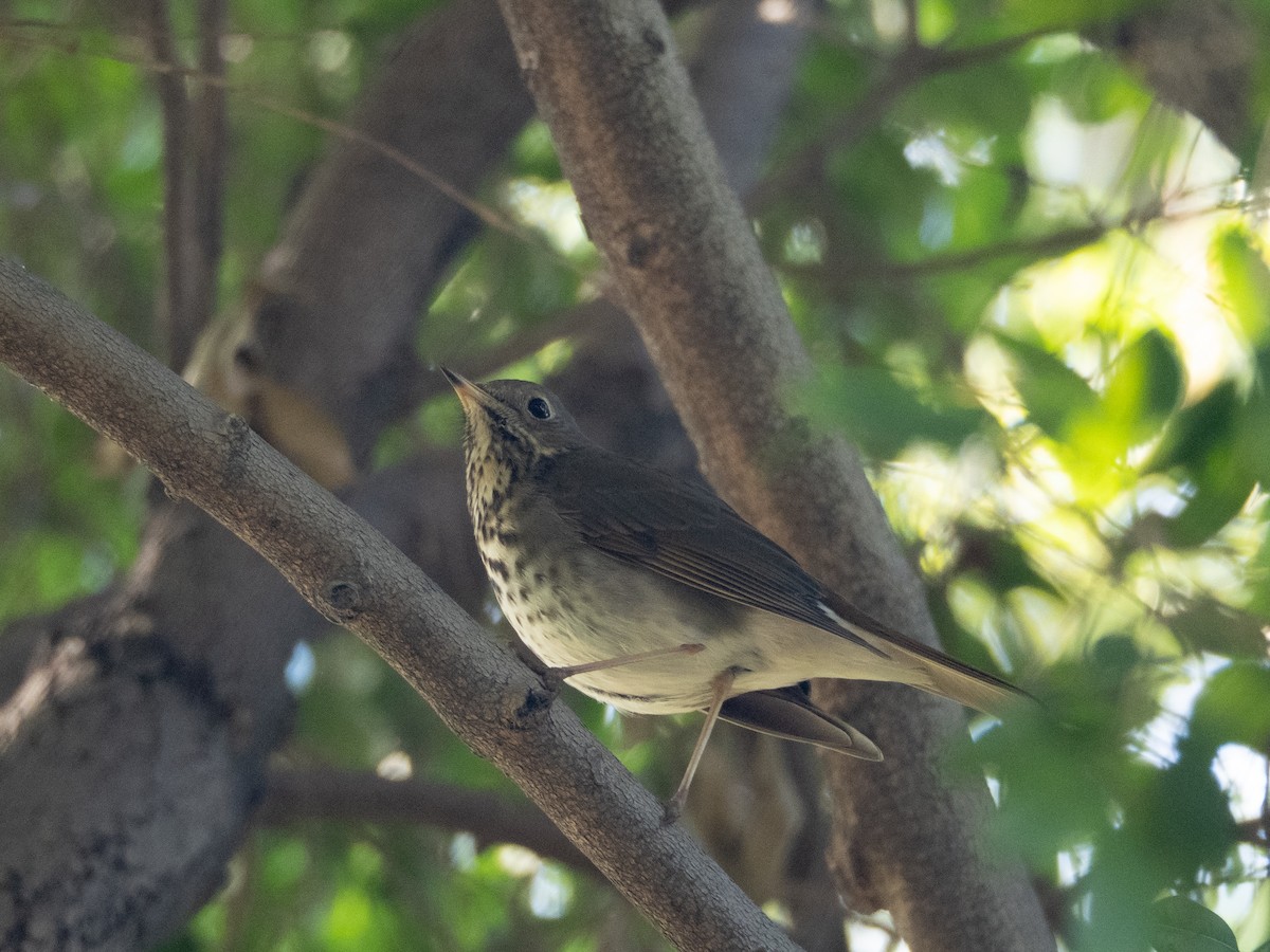 Hermit Thrush - ML647391128