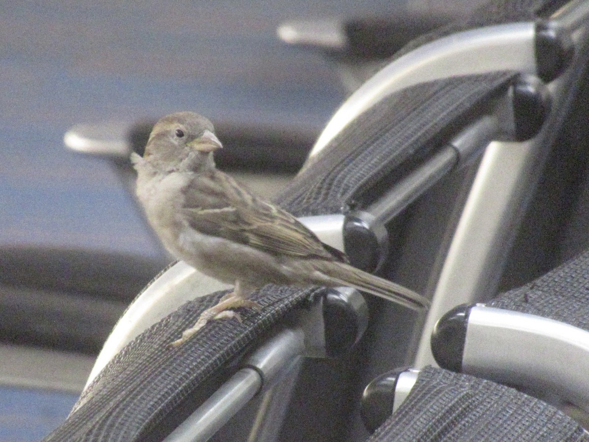 gråspurv - ML647391130