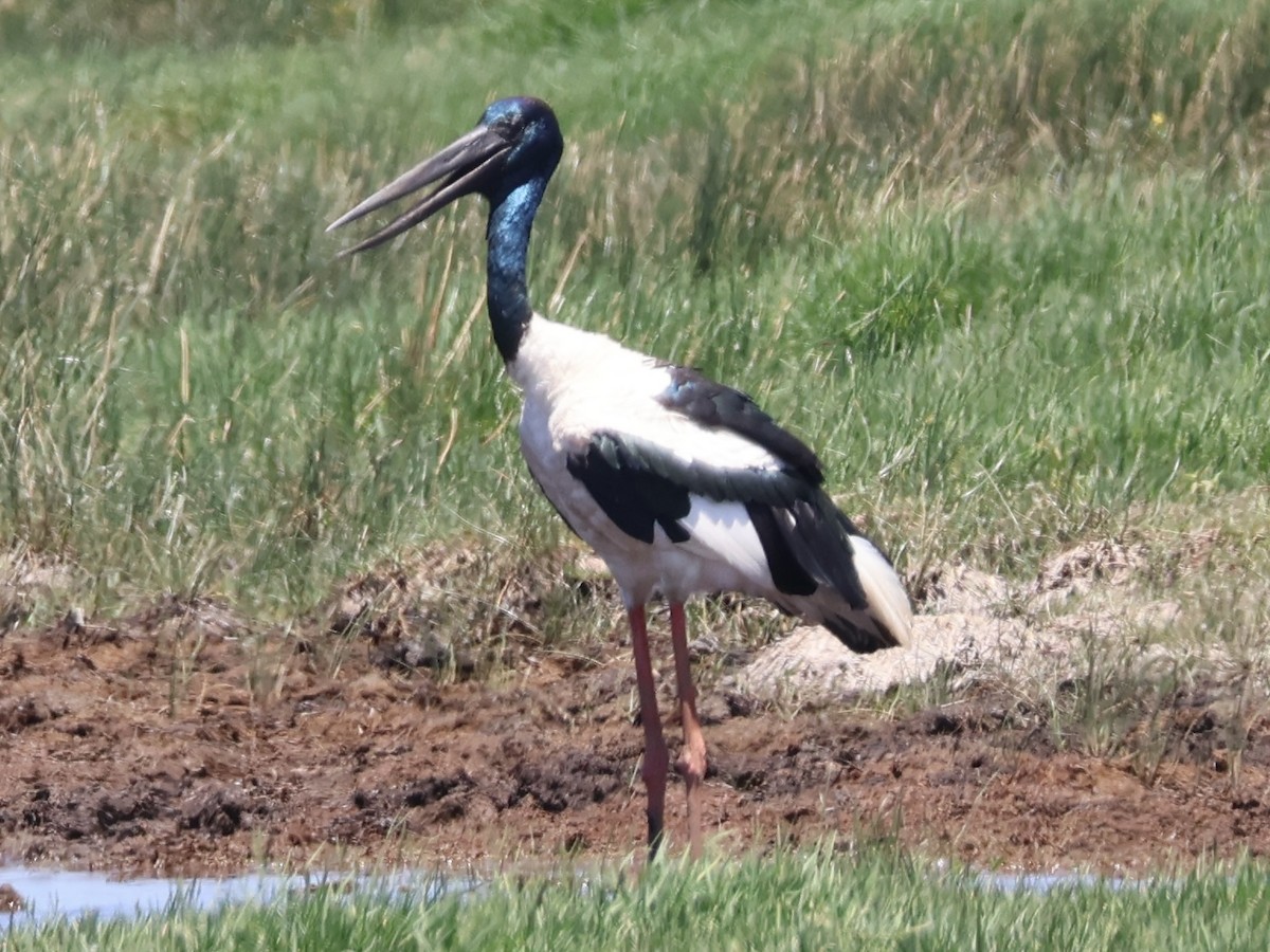 Black-necked Stork - ML647391136