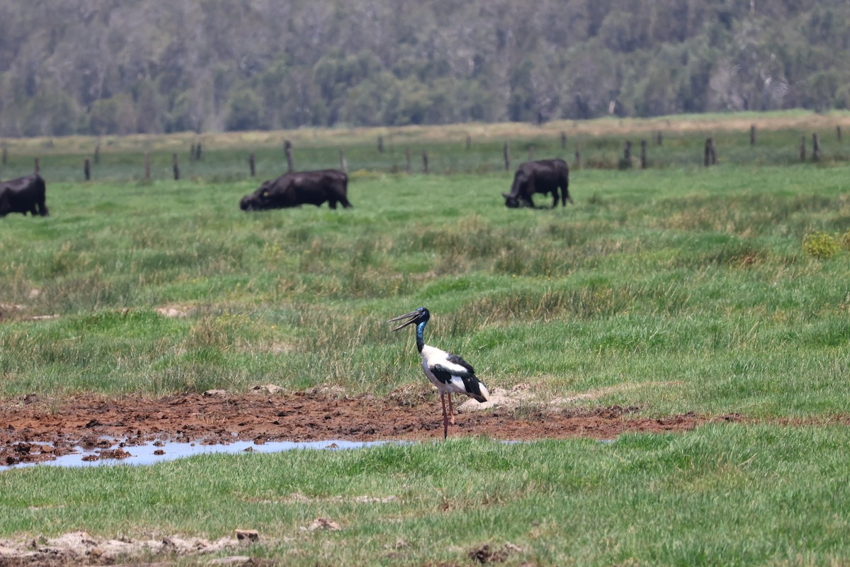 Black-necked Stork - ML647391137