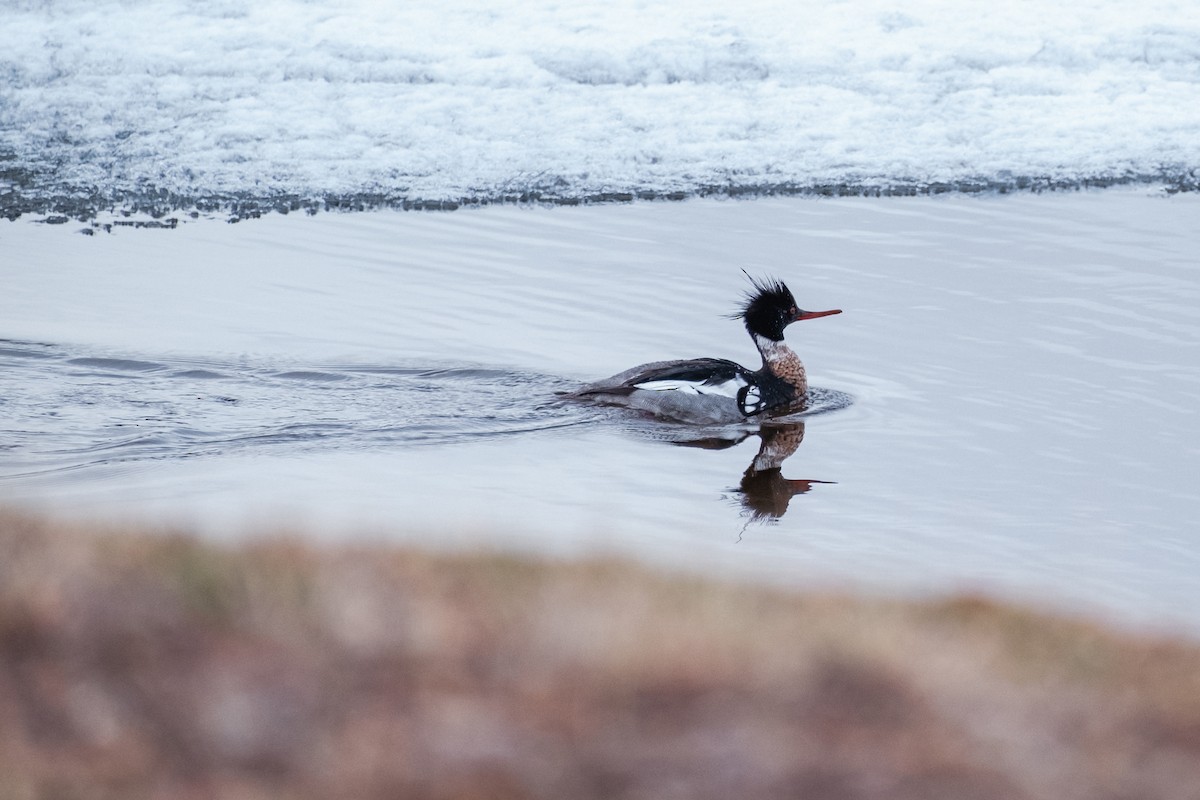 Serreta Mediana - ML647391145