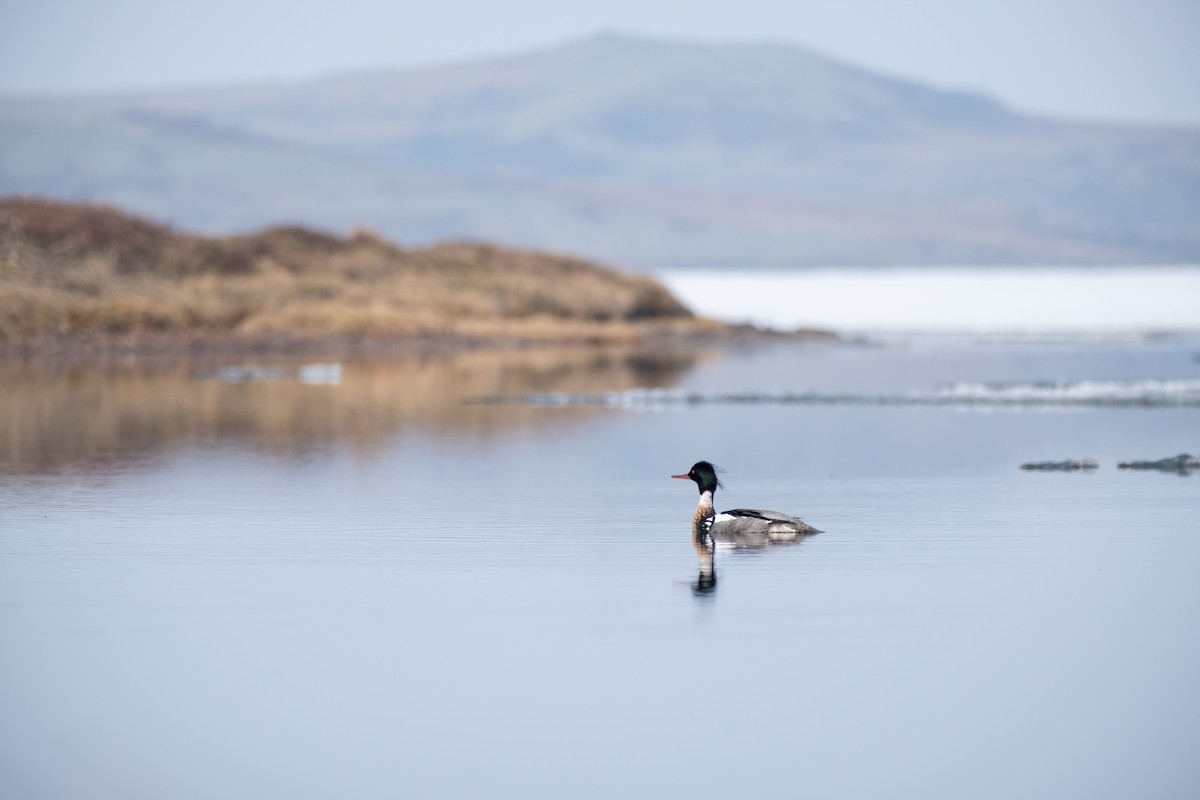 Serreta Mediana - ML647391154