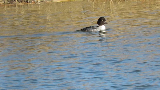 Porrón Islándico - ML647391156