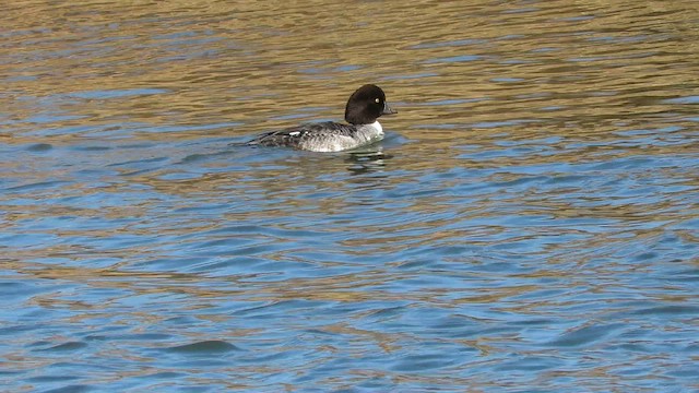 Porrón Islándico - ML647391158