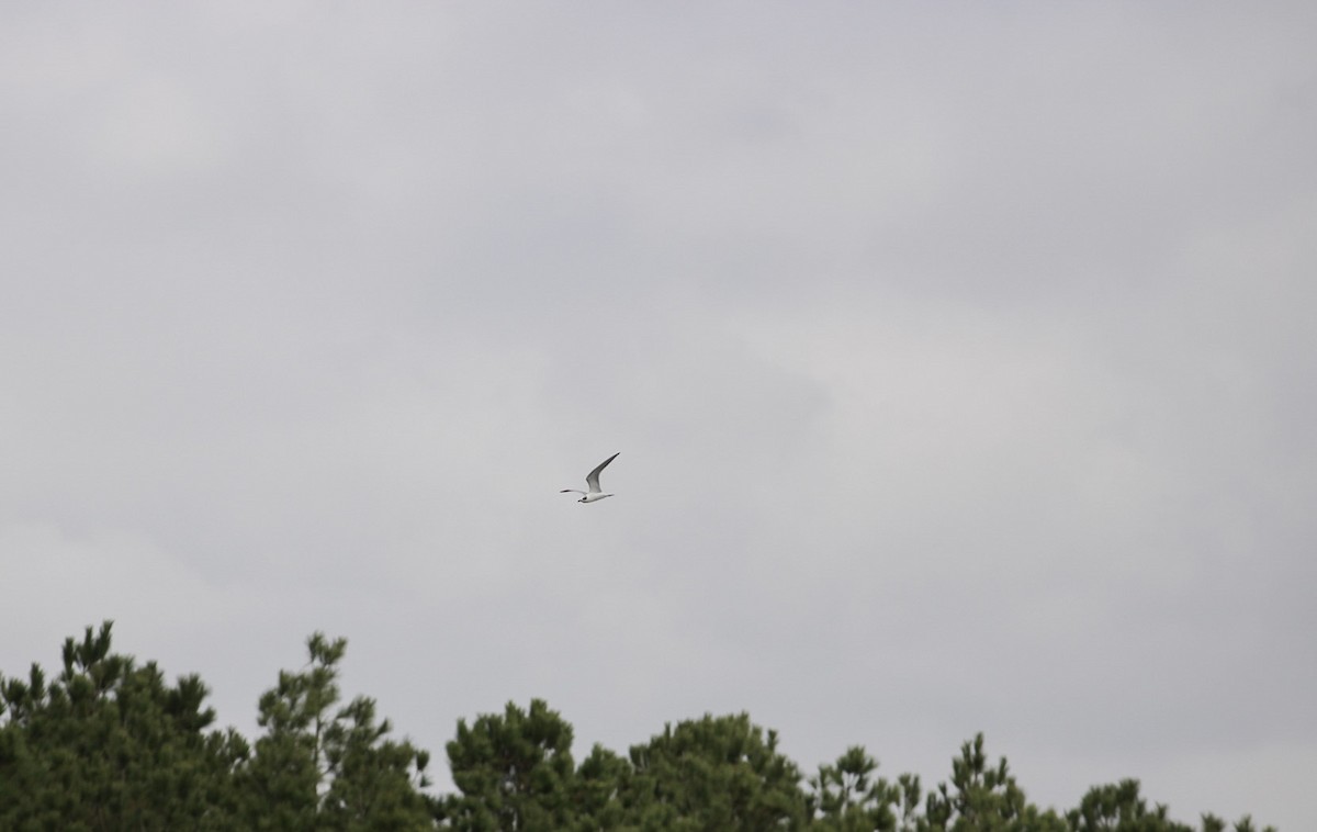 Forster's Tern - ML647391160