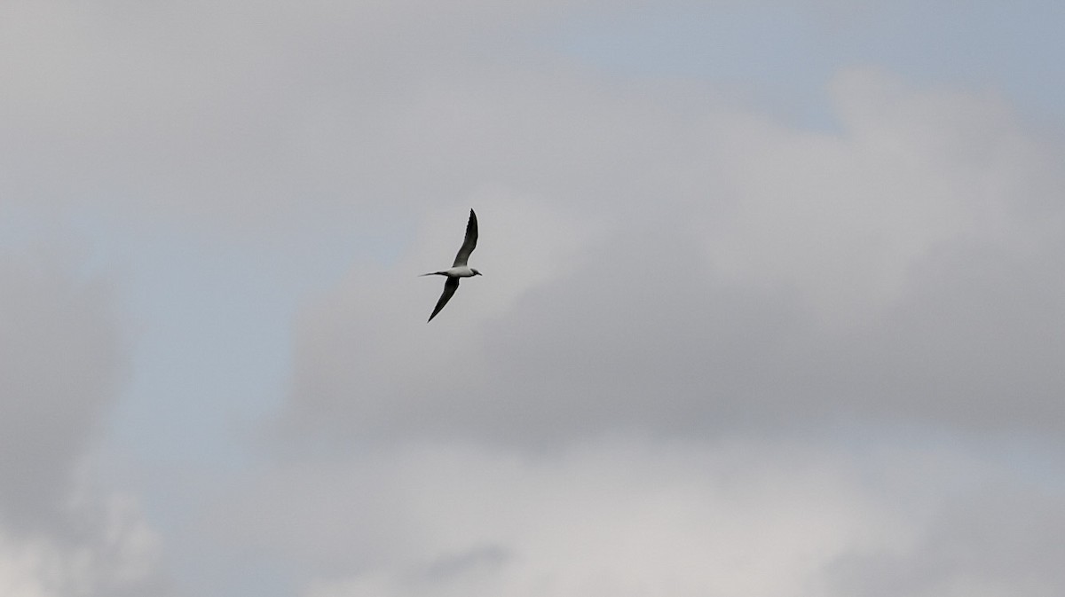 Forster's Tern - ML647391161