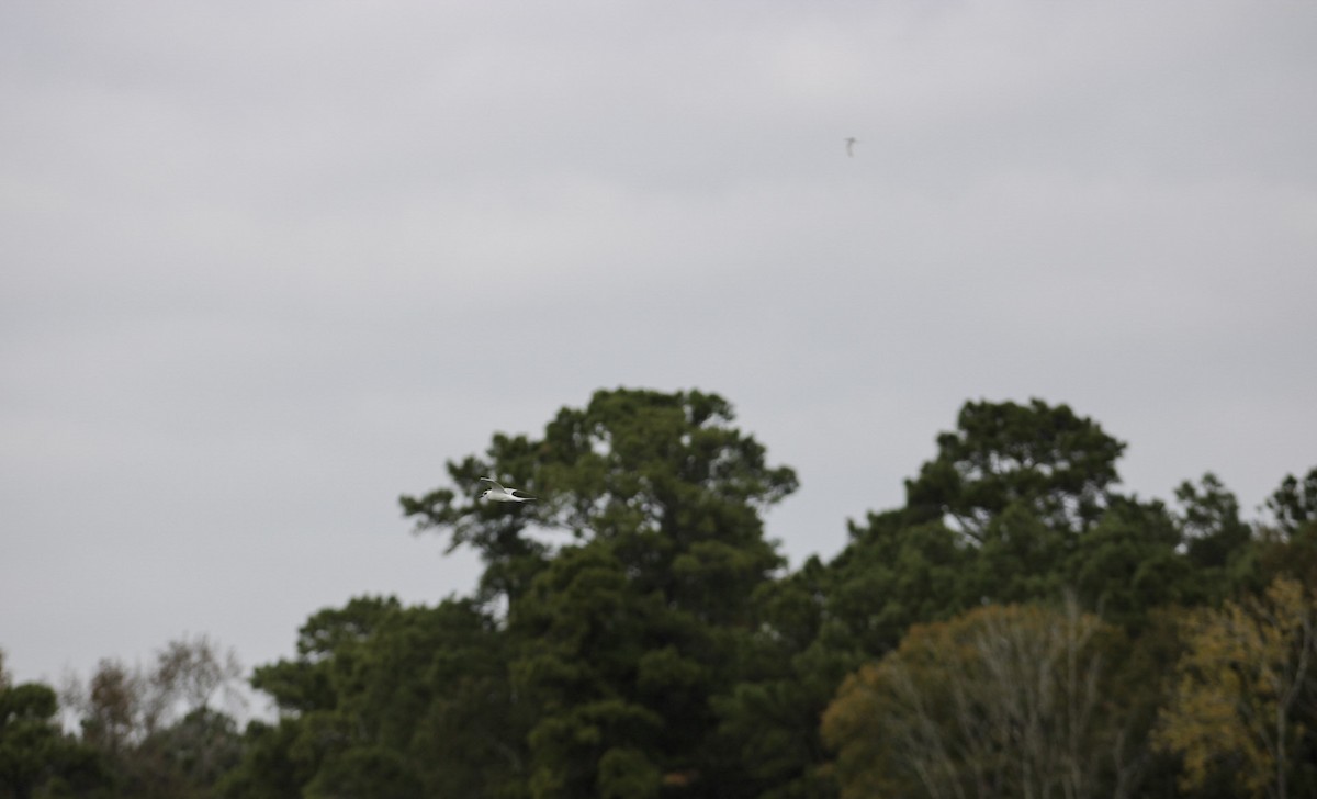 Forster's Tern - ML647391162