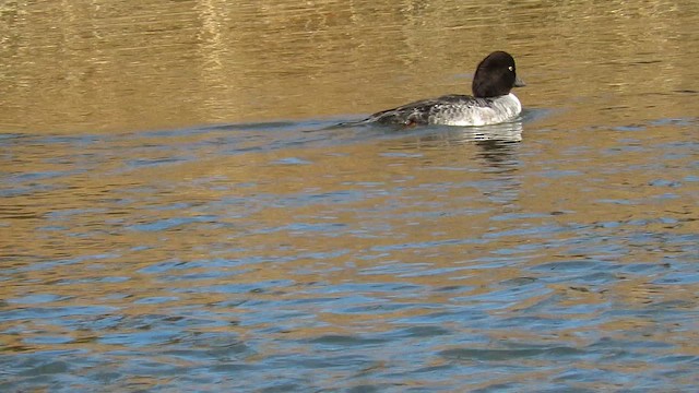 Porrón Islándico - ML647391163