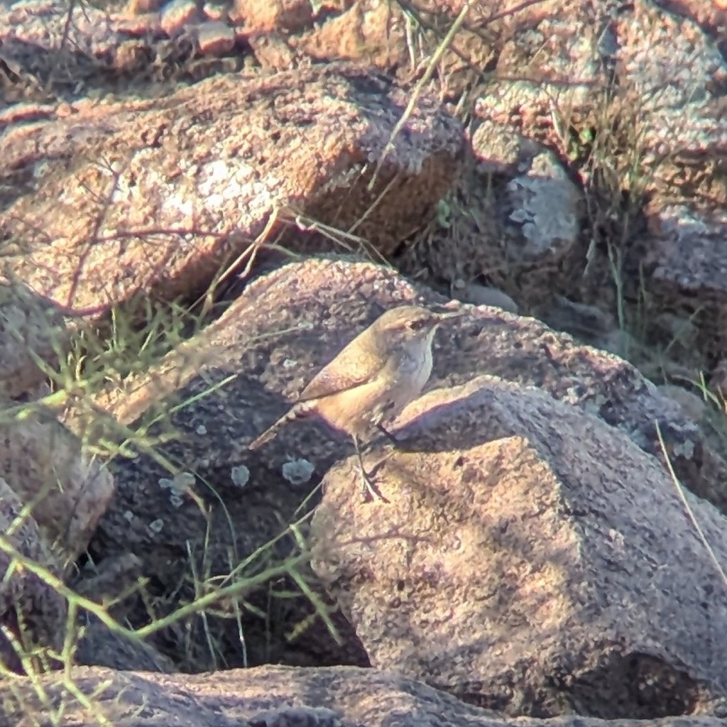 Rock Wren - ML647391164