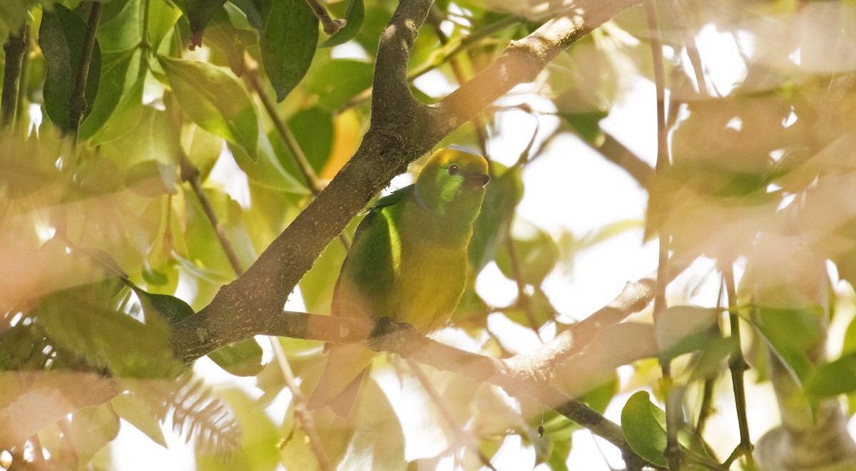 Golden-browed Chlorophonia - ML647391169