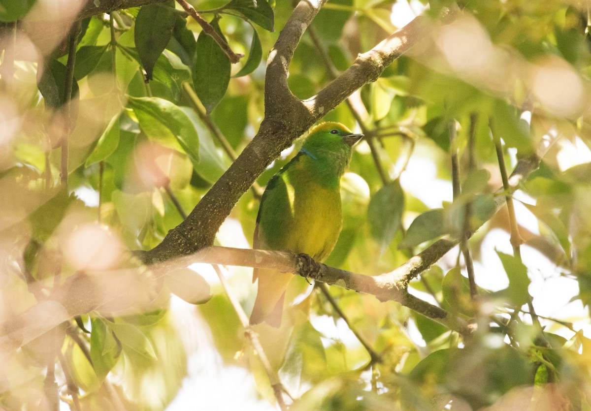 Golden-browed Chlorophonia - ML647391170