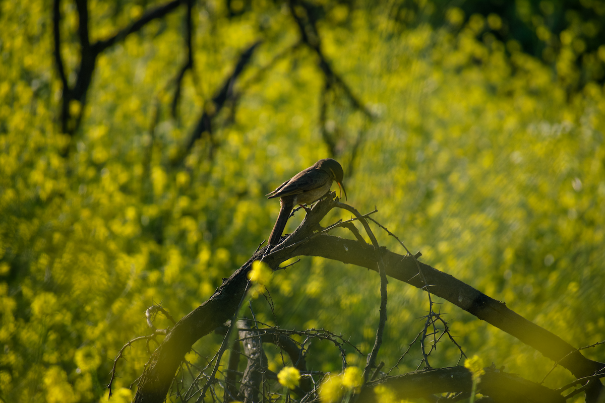 Scale-throated Earthcreeper - ML647391205