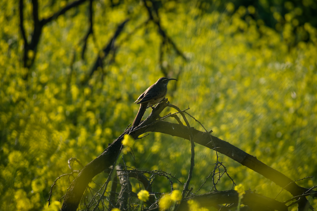 Scale-throated Earthcreeper - ML647391206