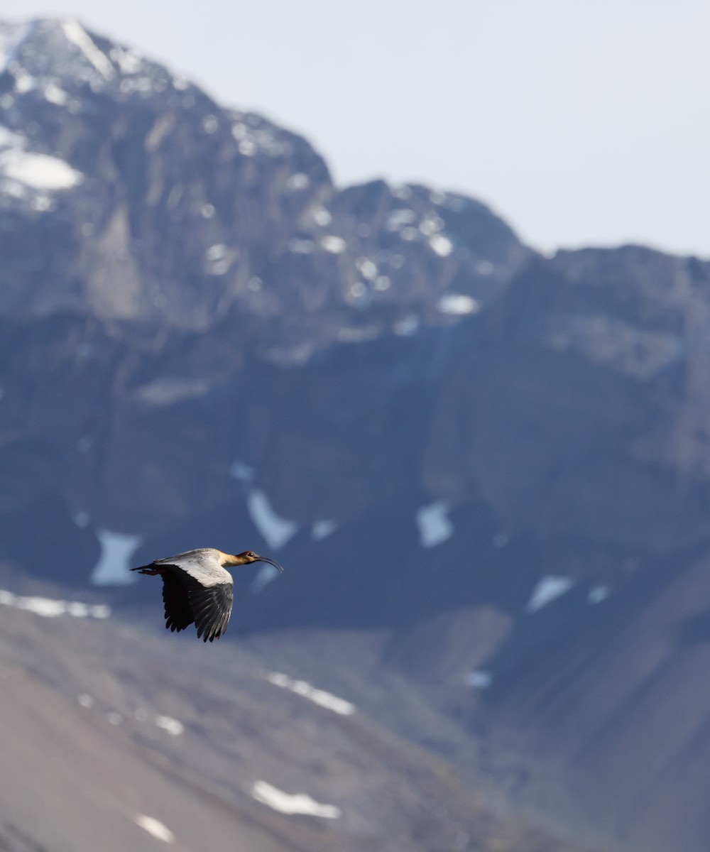 ibis laločnatý - ML647391207