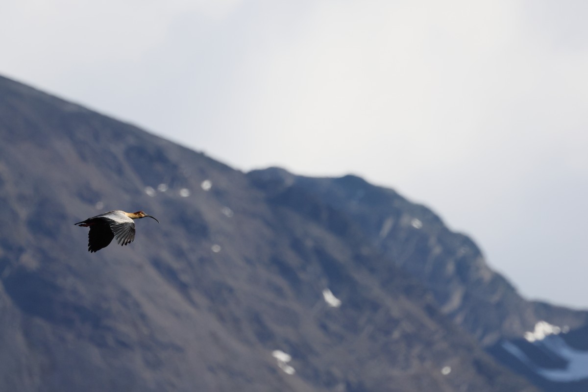 ibis laločnatý - ML647391215