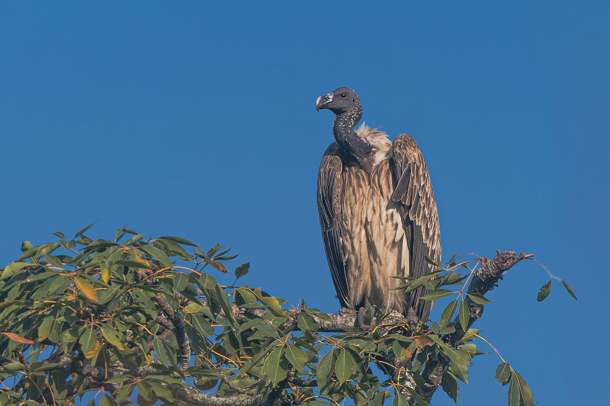 Slender-billed Vulture - ML647391224