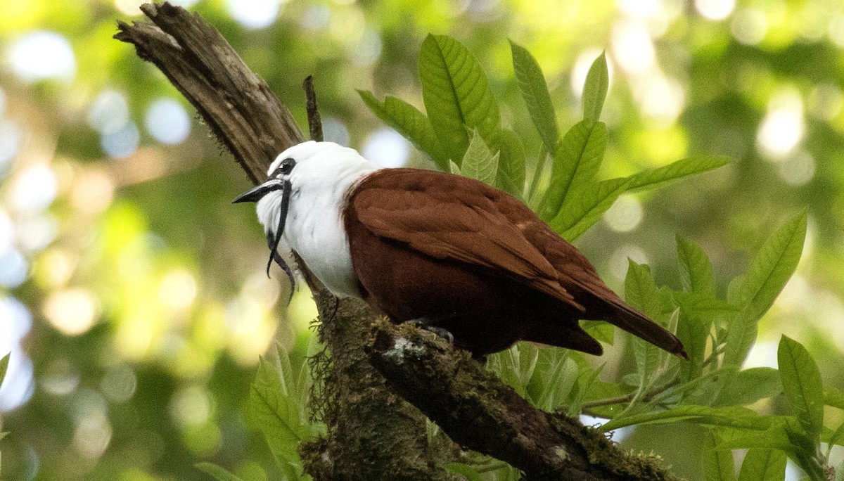 Araponga tricaronculé - ML647391231