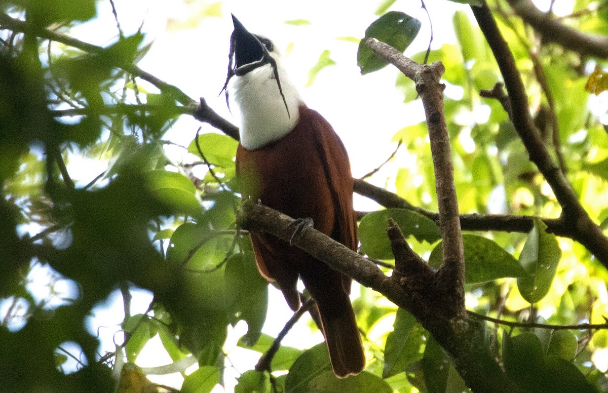 Araponga tricaronculé - ML647391232