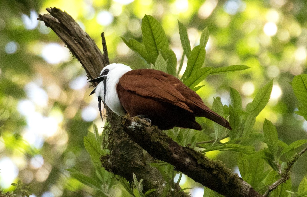 Araponga tricaronculé - ML647391233