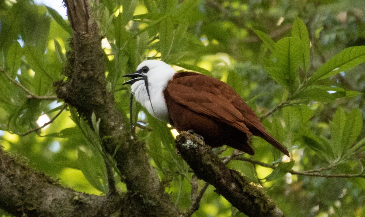 Araponga tricaronculé - ML647391234