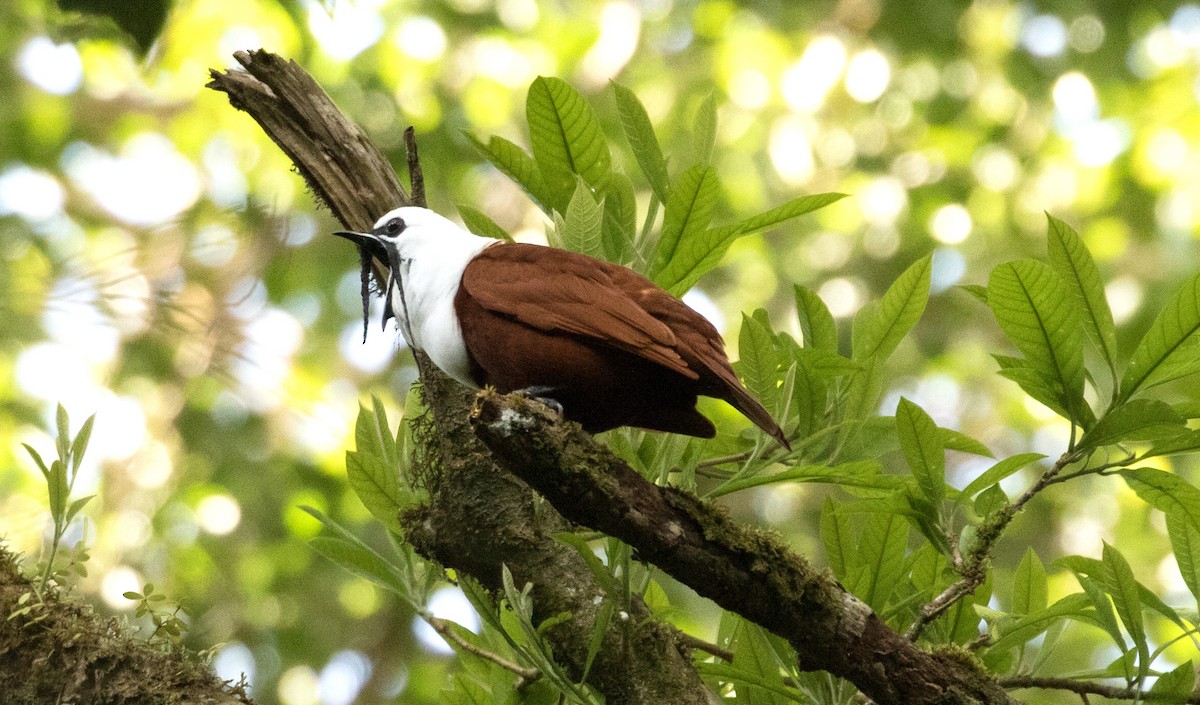 Araponga tricaronculé - ML647391235