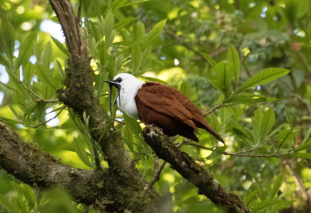 Araponga tricaronculé - ML647391236