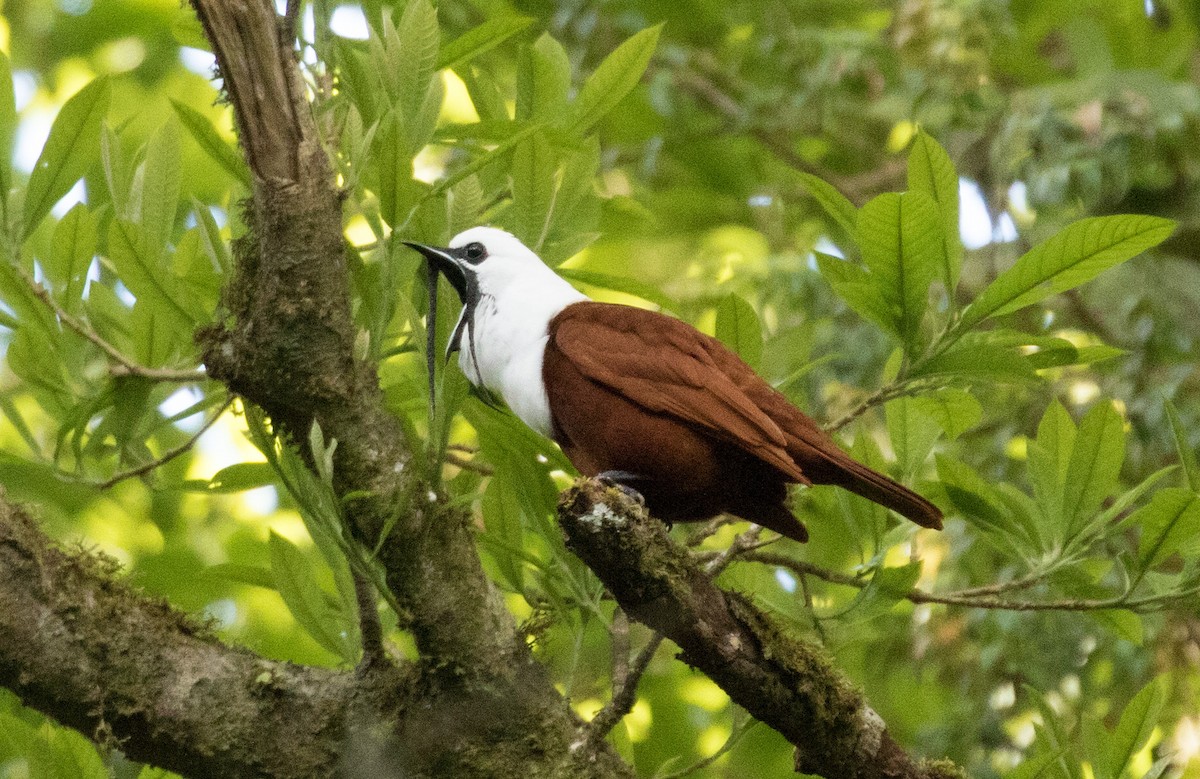 Araponga tricaronculé - ML647391237