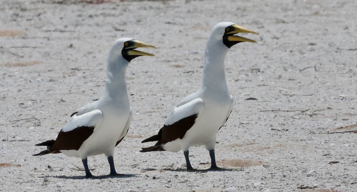 アオツラカツオドリ - ML647391247