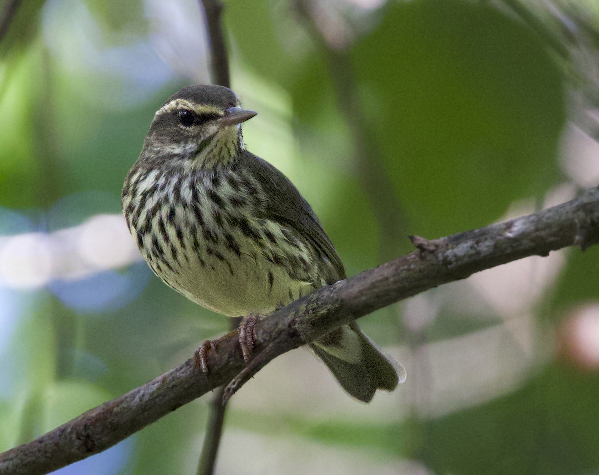 Northern Waterthrush - ML647391251
