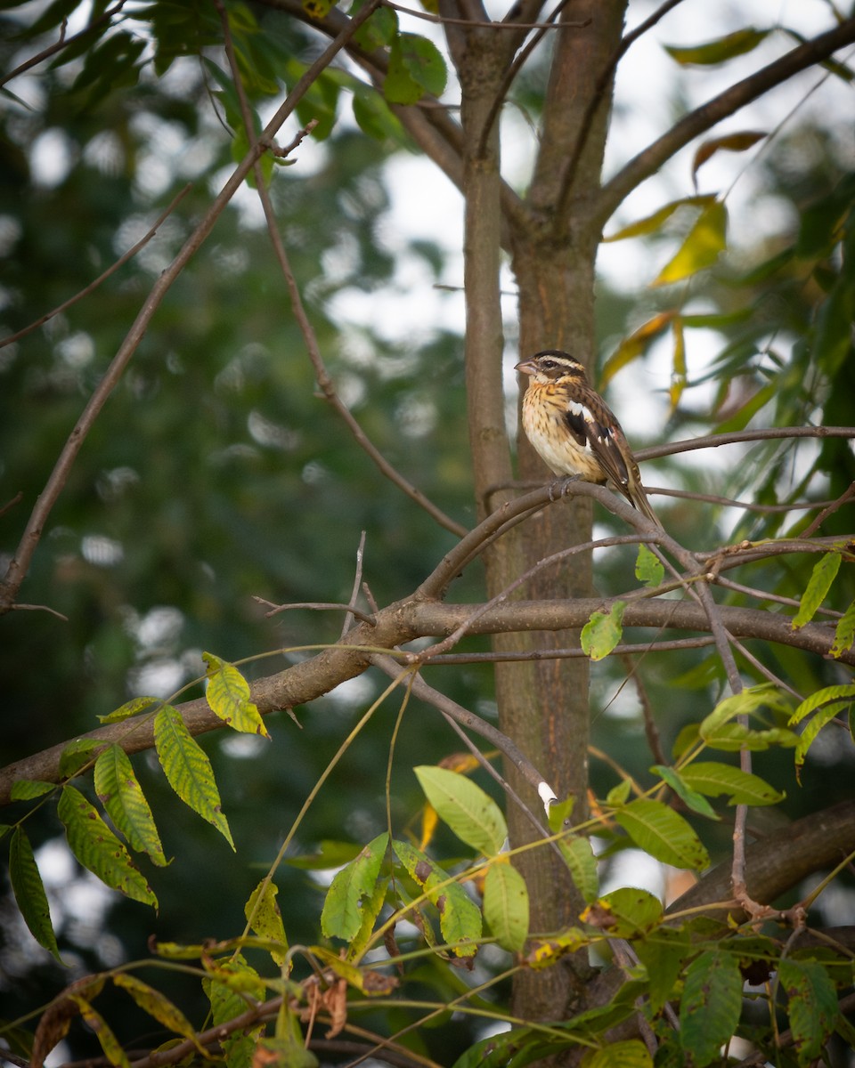 Picogrueso Pechirrosado - ML647391263