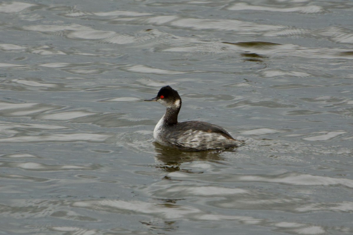 Eared Grebe - ML647391268