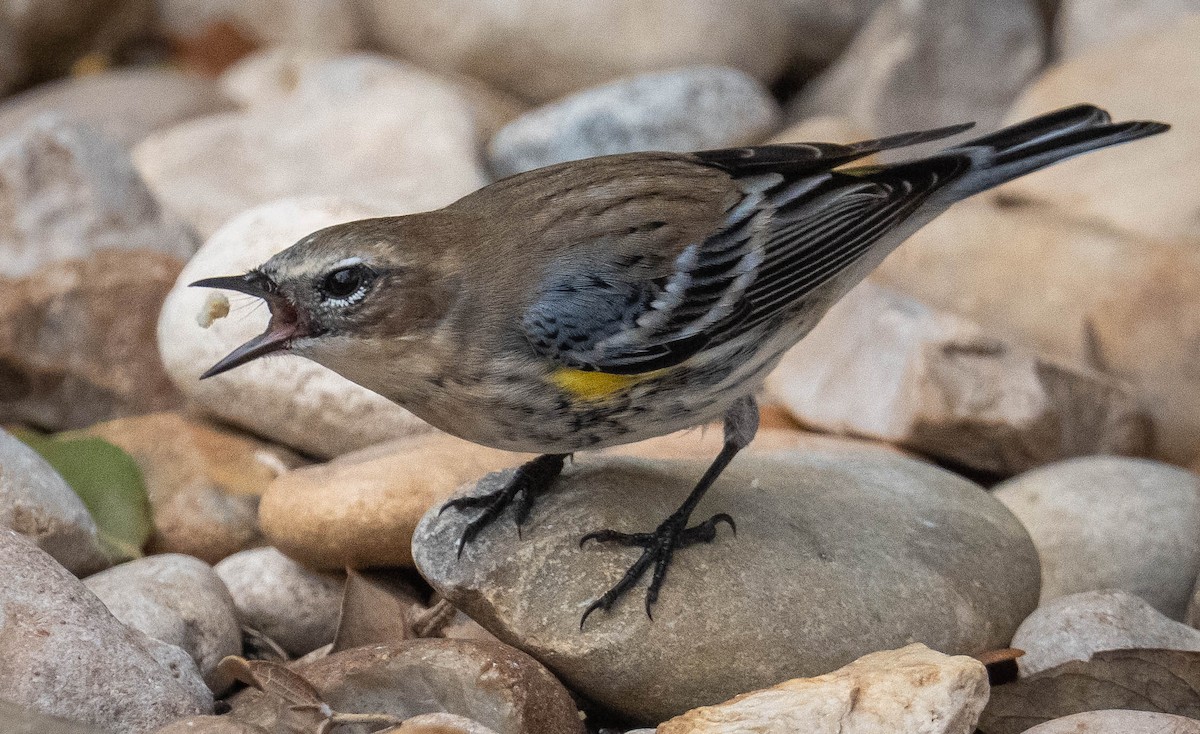 Yellow-rumped Warbler - ML647391280