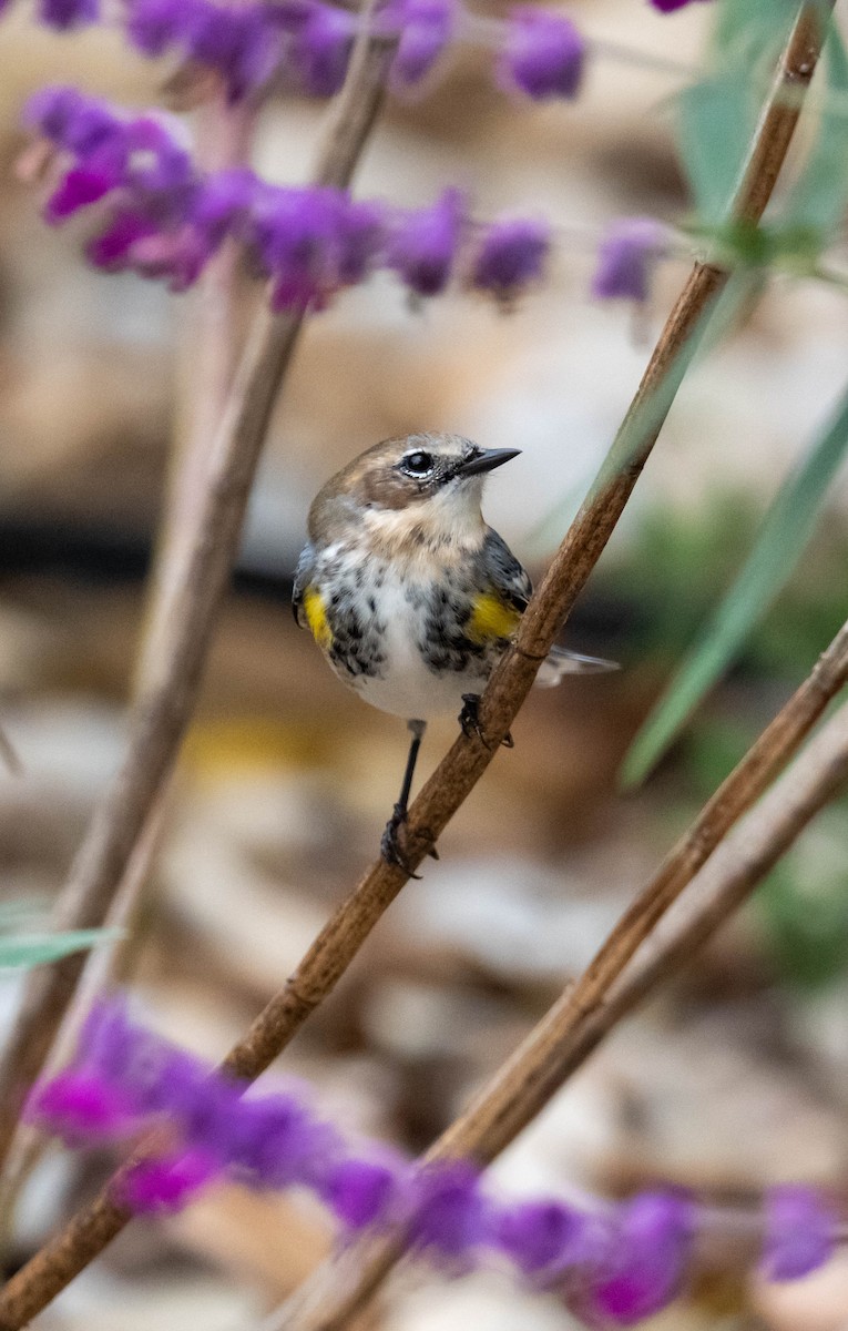 Yellow-rumped Warbler - ML647391281